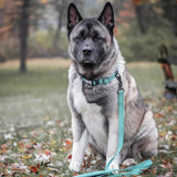 K9 Explorer Brights Reflective Adjustable Dog Collar Lake Medium 1"x 12"-18"
