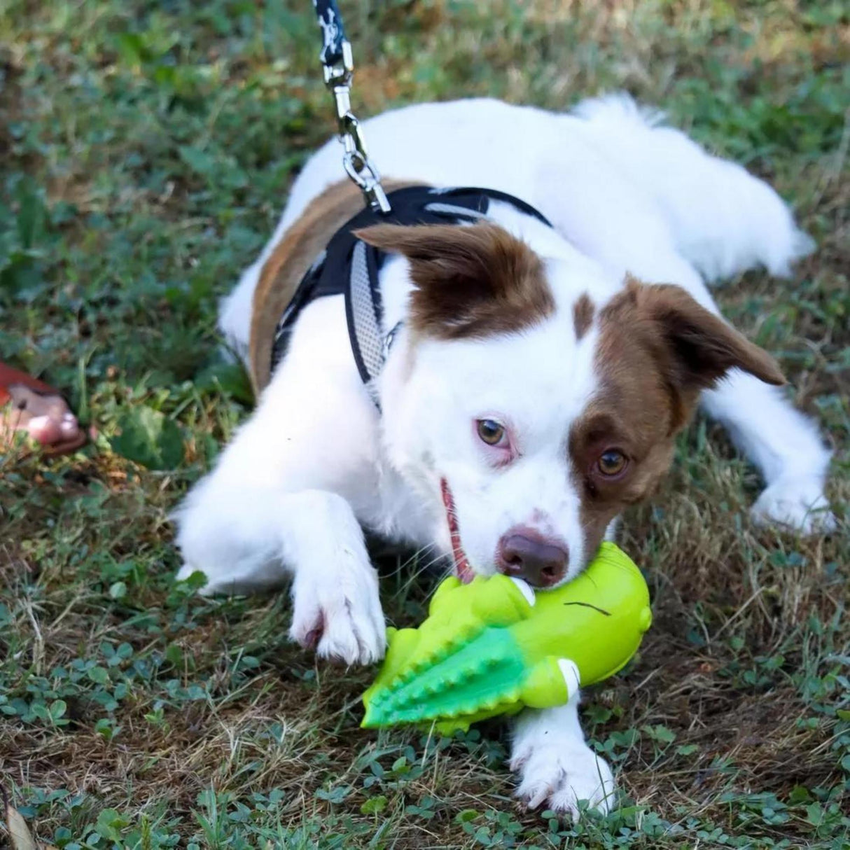 Coastal Pet Rascal Grunt Toys Big Head Alligator