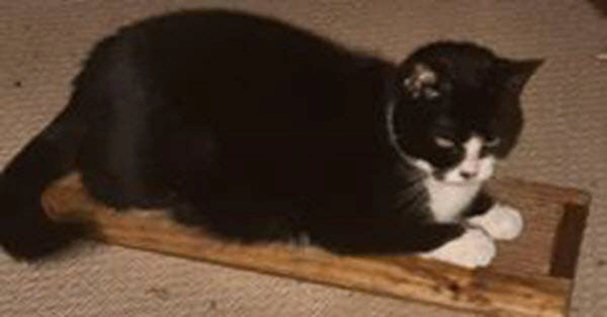 Wooden Cat Scratcher