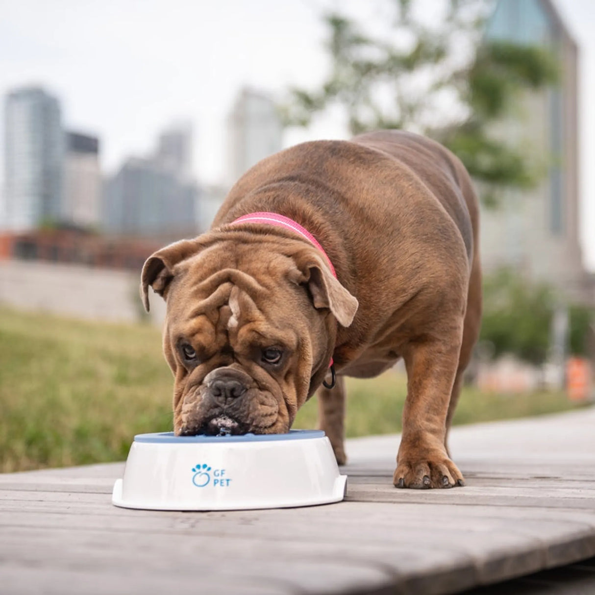 GF Pet  Ice Bowl