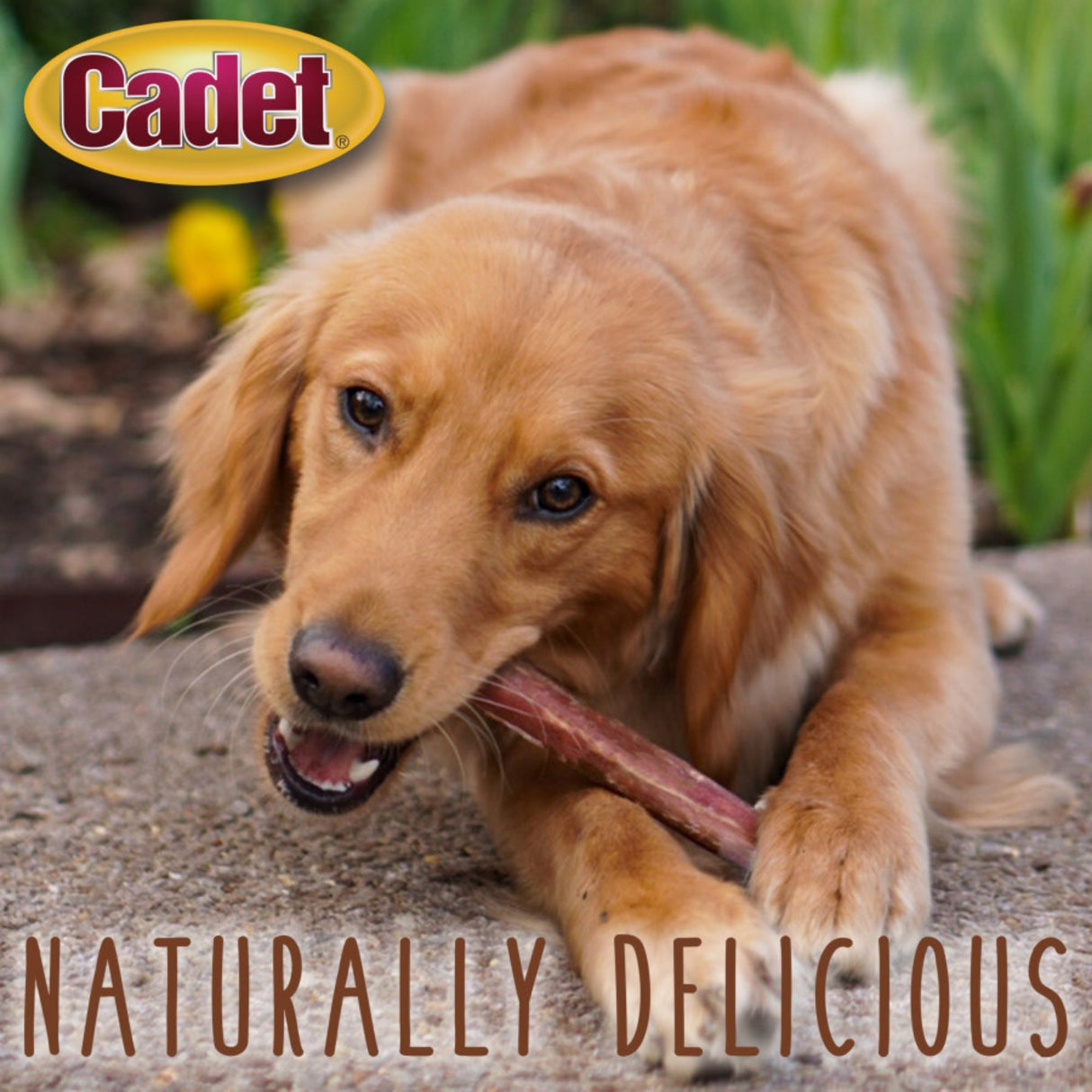 Cadet Large Bully Sticks Large 3 ct