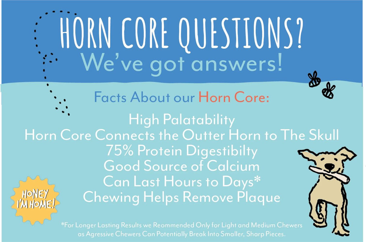 Water Buffalo Horn Core